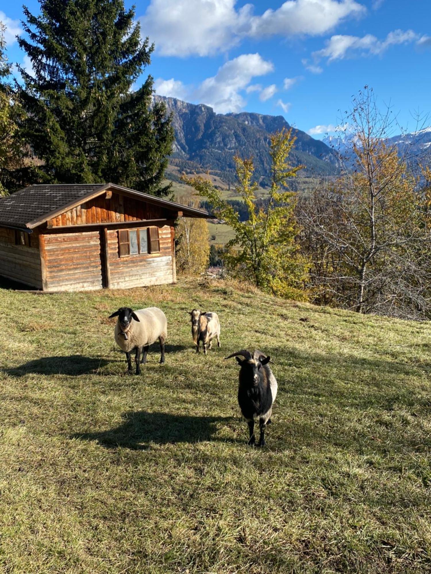 Encia'S Home Dolomiti Castello-Molina di Fiemme Exteriér fotografie